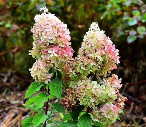 Gardenaria Ortensia Hydrangea Paniculata 'Phantom' Bianco e Rosa, Pianta Acidofila Ornamentale da Esterno, 40/50 cm (Vaso 19)