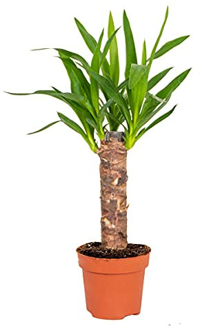 Bloomique - Yucca Elephantipes - Giglio delle Palme - Pianta da Interno - Purifica l’Aria - Facile da Curare - Alta 30-40 cm - Vaso 12 cm
