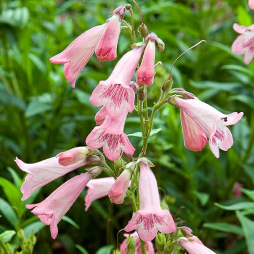 Penstemon Apple Blossom - Hardy Perennial Plants - Live Flowering Plant for Outdoor Borders, Beds, Pots - Summer Blooming Cottage Garden - Easy to Grow Plant for Pollinators (9cm Pot, 10-20cm)
