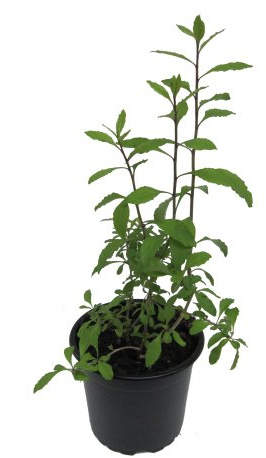 Goji Beere (Lycium barbarum)
