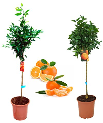 Pack Limonero - Naranjo - Pomelo - Mandarino Planta Natural - (Altura 110 Cm) Maceta 22 cm (Pack Mandarino + Naranjo)