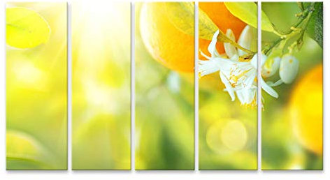 islandburner Bild auf Leinwand Blühender Orangen Oder Zitronenbaum Gesunde Bio Zitrone Oder Orangen Wachsen Im Sonnigen Obstgarten Wandbild Poster Kunstdruck Bilder