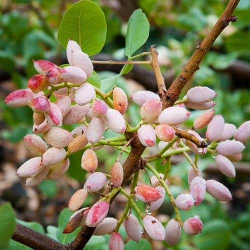 Semi dell'albero di pistacchio, Pistacia vera, per luoghi soleggiati acquistare da balcone 40pcs