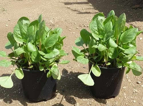 2 Piante di Acetosa Vive in Vaso 14 cm, Verde, Terreno Umido Ben Drenato