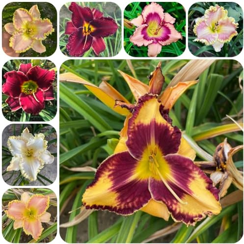 Semi di daylily, Hemerocallis fulva, giardino roccioso sono resistenti perenni agli emerocallidi, 200pcs