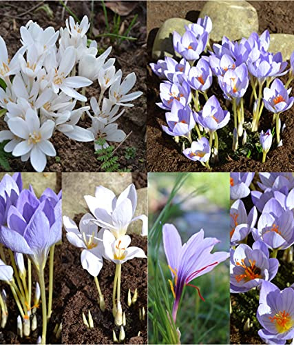 Krokus herbstblühend Prachtmischung incl. Safran Crocus (100 Blumenzwiebeln)