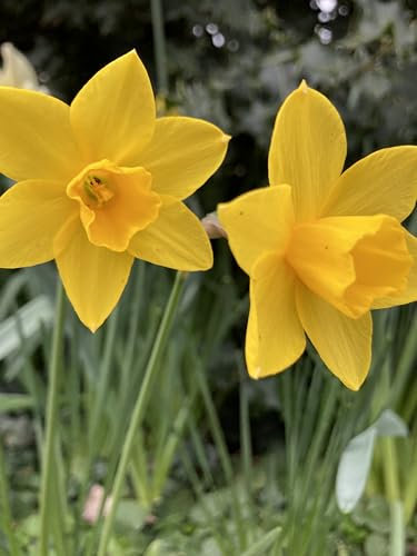 10 x 'Sweetness' Daffodil Bulbs (Narcissus jonquilla) Free UK Postage
