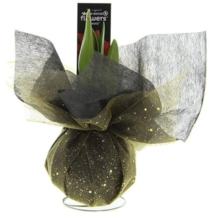 Amaryllis Xmas Wrapz Gold | 1 Stück | Rot | Zimmerpflanze | 100% Blütegarantie