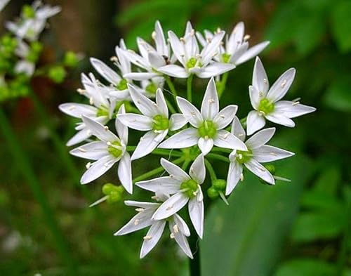 Semi di Aglio Orsino, Aglio di Montagna Selvatico, Pianta Curativa, 40 Semi, wild garlic seeds