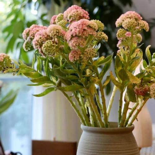 Fetthenne, alte sorten steingartenpflanzen winterhart geschenke für gartenliebhaber seltene schmetterlingswiese balkongewächshäuser balkonpflanzen 150Samen