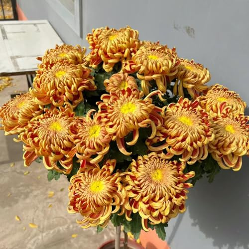 Semillas de crisantemo - lugares soleados exótico de jardín rocas jardín decoración otoño raras en interior balcón orgánico 200pcs