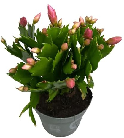 Cactus de Invierno Flores Mix Color Cactus de la Navidad