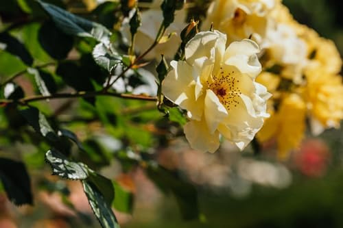 Strauchrose Rosa Frühlingsgold Blühstrauch winterhart für Beet und Garten | Goldgelbe Blüten, robust, schnittverträglich, ideal für Beet und Garten, bienenfreundlich, langlebig