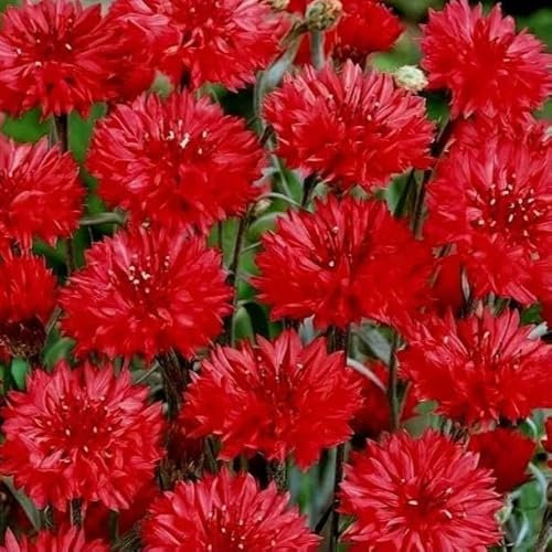 Cornflower Red Ball - 500 Seeds + Freebie + Plant Tag (Centaurea Cyanus)