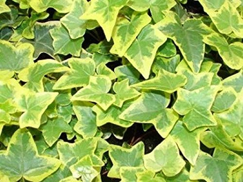 Hedera (Trailing Ivy) Helix 'Golden Child' Perennial Plug Plants Pack x6