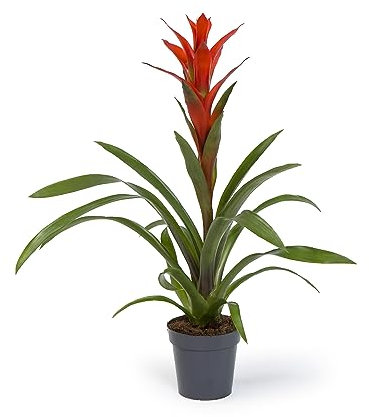 Cool Green - Planta natural interior - Bromelia Naranja - Apta para Mascotas