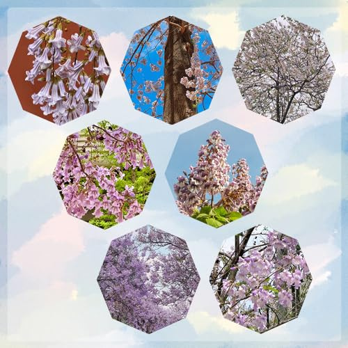blauglockenbaum kaufen - deko stauden winterhart mehrjährig paulownia garten exotische 400samen