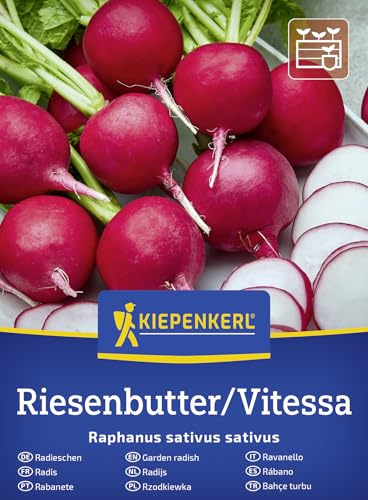 Kiepenkerl Radieschensamen Riesenbutter/Vitessa 50911, Gemüsesaat