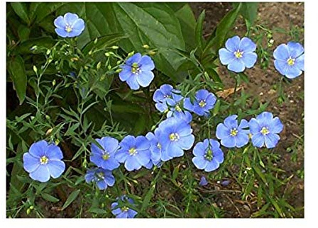 Blauer Flachs - Stauden-Lein - Linum perenne - 200 Samen