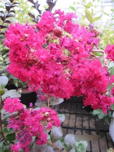 Chinesische Kräuselmyrte Black Diamond ® Purely Purple - Lagerstroemia indica - 40-60cm