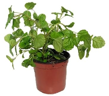Planta del dinero Natural Popularmente Conocida como la Planta de la Fortuna y la Abundancia