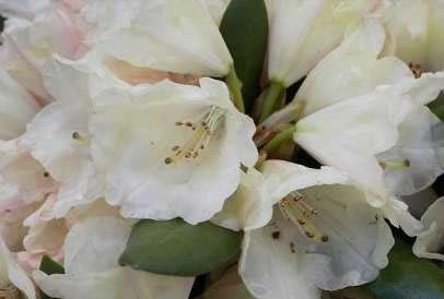 Rhododendron yakushimanum Katharina - Ball-Rhododendron 30-40 cm
