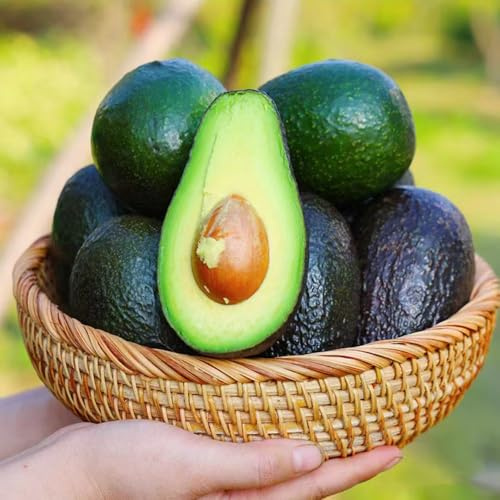 avocado - Seltene serie - zimmerpflanzen rankpflanzen obstbäume indoor garten dekopflanzen winterharte stauden obstbaum 40samen