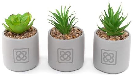 ROCKING GIFTS Cactus en Maceta PANOT x3 Modelos, 7,5cm