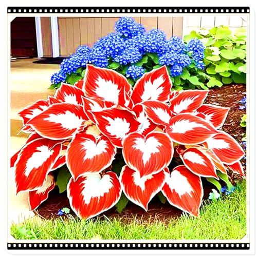 Seltene Funkie/Winterharte Funkie für den Außenbereich/Deutsche Gartenpflanze/Schnellwachsend/Für drinnen und draußen geeignet-4 PCS-F