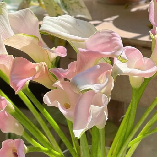 2bulbi di calla resistenti, balcone di calle, primaverile, rara, mini giardino resistenti
