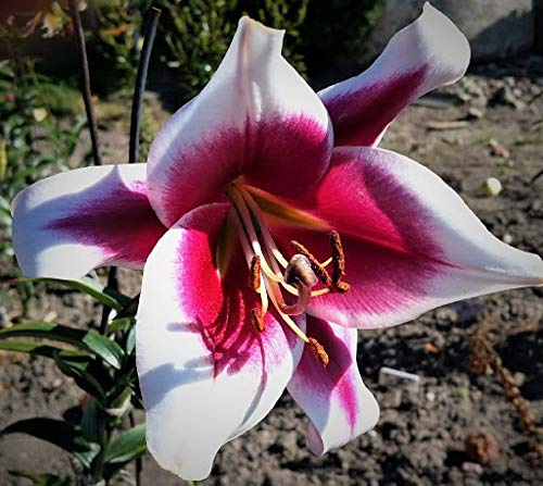 5 Zwiebeln Baumlilien Lilien RiesenlilieFriso (lila weiß) bis 150cm winterhart Sommerblüher