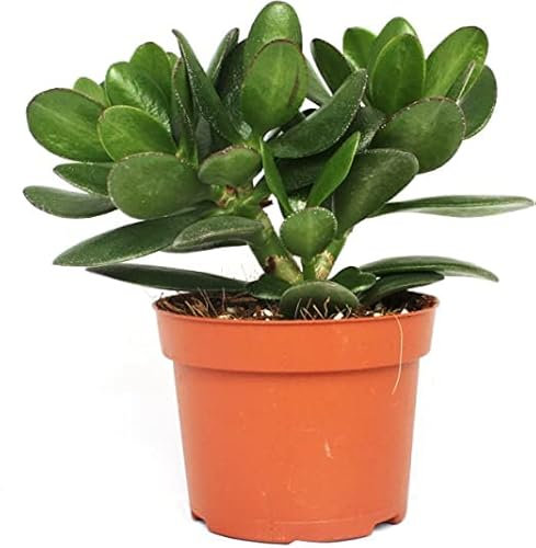 Jade Ovata Suculenta Fácil de Mantener Ideal para la Iniciación en la Jardinería