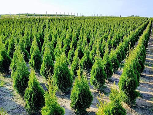 iglaco Thuja Smaragd immergrüner Lebensbaum Heckenpflanze Zypresse. Große und gesunde Sämlinge. (100, 80-90 cm)