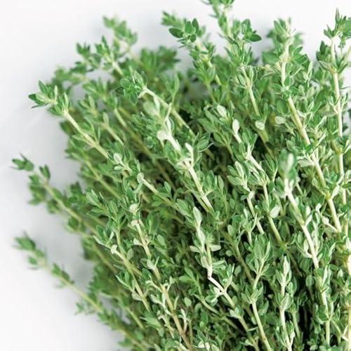 Tomillo |DECOALIVE | Planta Natural |Thymus Vulgaris | Planta Aromática