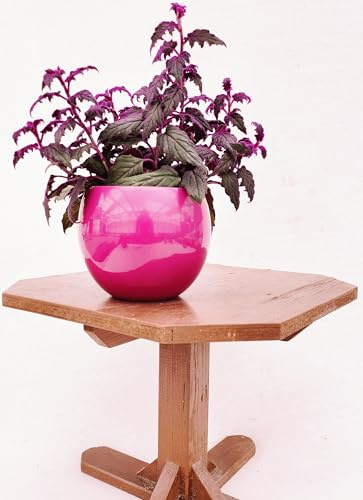 POWERS TO FLOWERS - TRADESCANTIA GYNURA AURANTIACA XL IN VASO CERAMICA LILLA, pianta vera