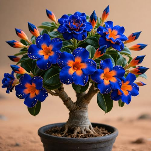Exquisita rosa del desierto,sin necesidad de mantenimiento,Fragante y de fácil cuidado,Ecologización-Variedad Muy Rara-c-2 rizomas-C