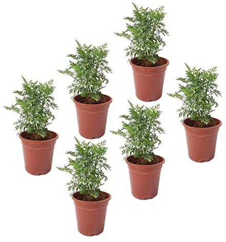 Set de 6 Plantas de Ruda Naturales Hierbas Aromáticas Ruta Graveolens