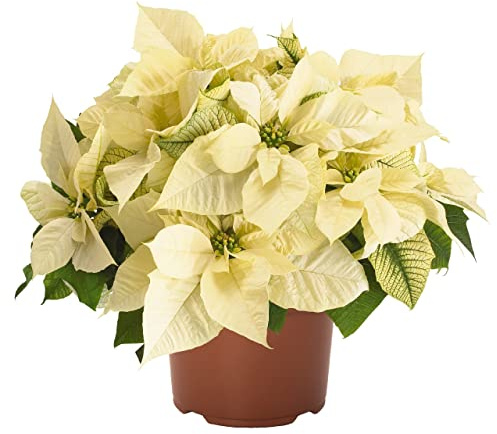 Planta Estrella de Navidad de Color Blanco Flor Pascua Blanca Poinsettia Blanca