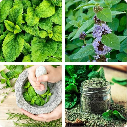 Semi di Menta Piperita, Pianta Aromatica Perenne, Erba Officinale, Confezione 1000 semi, mentha Peppermint seeds