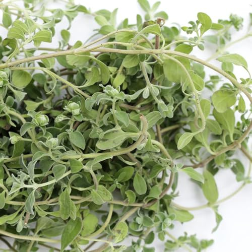 semi di maggiorana perenni - biologici, resistenti giardino, balcone 350pcs