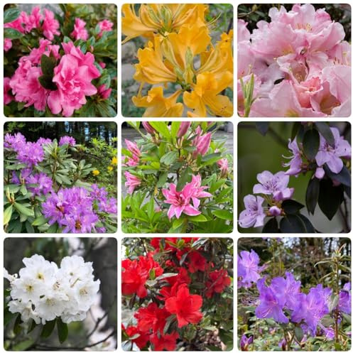 Semillas de rododendro, Las perennes resistentes. azalea, jardín 300pcs