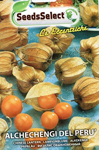 Semillas Planta Officinale alchechengi del Perú, 2 sobres Linea Maxi, mondonatura Srl