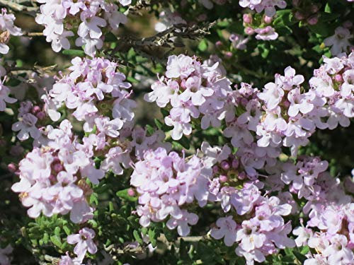 100 Thymiansamen (Thymus Vulgaris)