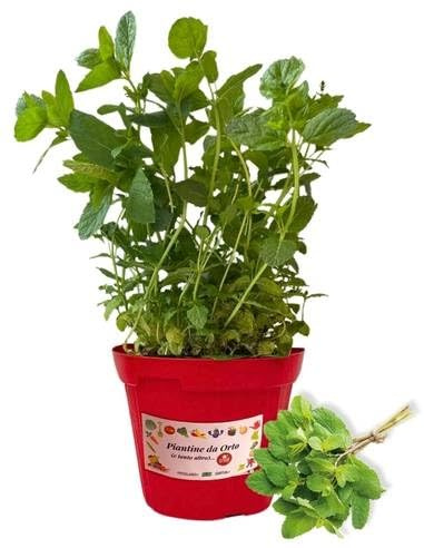 P. Piantine da Orto | Menta Piperita, Pianta in Vaso Diametro 14 cm, Pianta Pronta per il Trapianto, Pianta Vera da Esterno, Piantina Aromatica per Balcone o Terrazzo, Vivaio Italiano