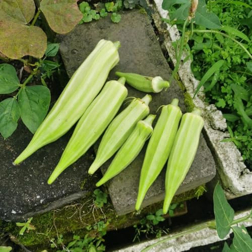 vainas de okra semillas orgánicas okra, trepadoras resistentes de tradicionales verdes interior 300pcs