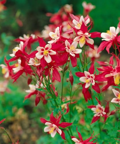 Aquilegia caerulea 'Red Hobbit' ca. 9x9 cm Topf - Akelei, rote Blüten, Blütezeit Mai-Juni, ideal für Rabatten, bienenfreundlich, pflegeleicht