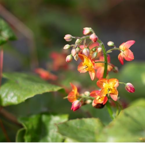 6 x Elfenblume Warley - Epimedium Warleyense Topf 9x9cm: Rosa Blüten, wintergrün, anspruchslos, ideal für den Steingarten.