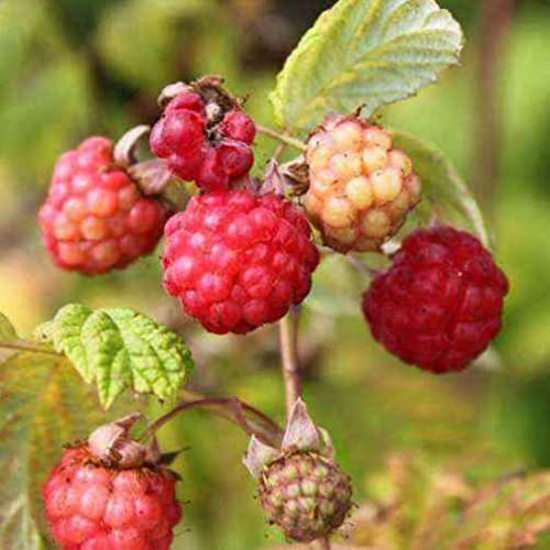 Vivai le Georgiche - Pianta vera di Lampone Willamette - Unifero Precoce Rubus idaeus 'Willamette' - vaso Ø 15 cm - altezza alla vendita 30-40 cm