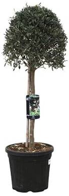 Olivier Olea Europaea Diamètre 40/50cm Pot 25l - Plante En Pot - Floraison Mai à Juin Exposition - Hauteur 3 à 5 m - Exposition Soleil Sol