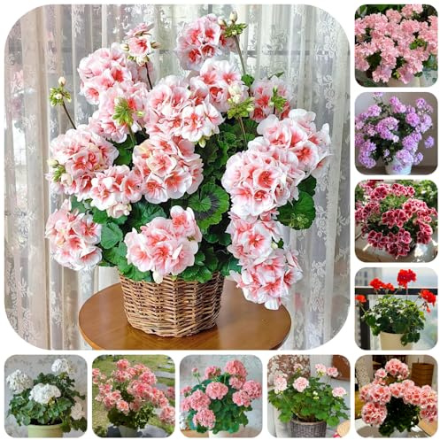 semi di geranio, tappezzanti in vaso rialzata rampicanti balcone con interna rara rampicante giardino roccioso giardino recisi 55pcs